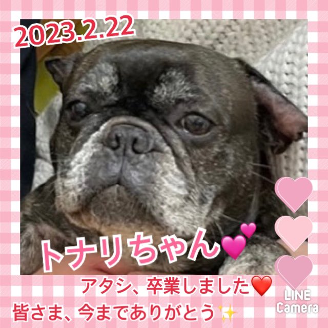 【運命の赤い糸見～つけた💓フレンチブルドッグのトナリちゃん💕2023,2,22】